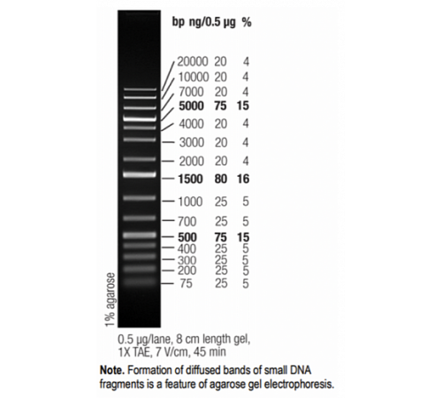Маркер длин ДНК GeneRuler 1 kb Plus, 15 фрагментов от 75 до 20000 п.н., готовый к применению, 1 мкг/мкл, Thermo FS