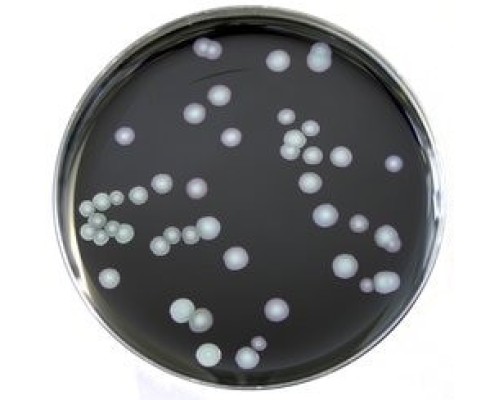 Агар селективный MWY для Legionella, чашки Петри 90 мм, 10 шт/уп, Thermo FS