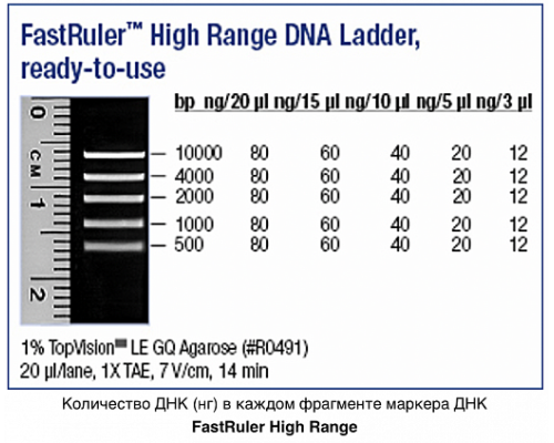Маркер длин ДНК, FastRuler High Range, 5 фрагментов от 500 до 10000 п.н., готовый к применению, Thermo FS