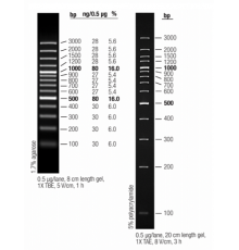Маркер длин ДНК GeneRuler 100 bp Plus, 14 фрагментов от 100 до 1000 п.н., готовый к применению, 0,5 мкг/мкл, Thermo FS